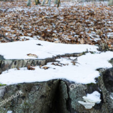 Vinterlandskab - Skovbund vinter med træstub