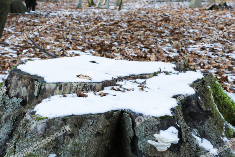 Vinterlandskab - Skovbund vinter med træstub